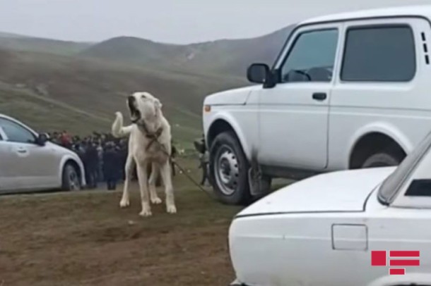 Bu rayonda qanunsuz it döyüşləri keçirildi -FOTO